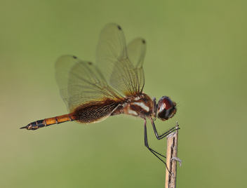 Tramea darwini, female